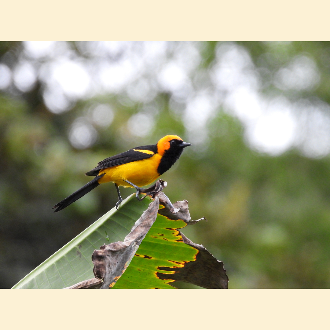 Avistamiento libre (para observadores autónomos)